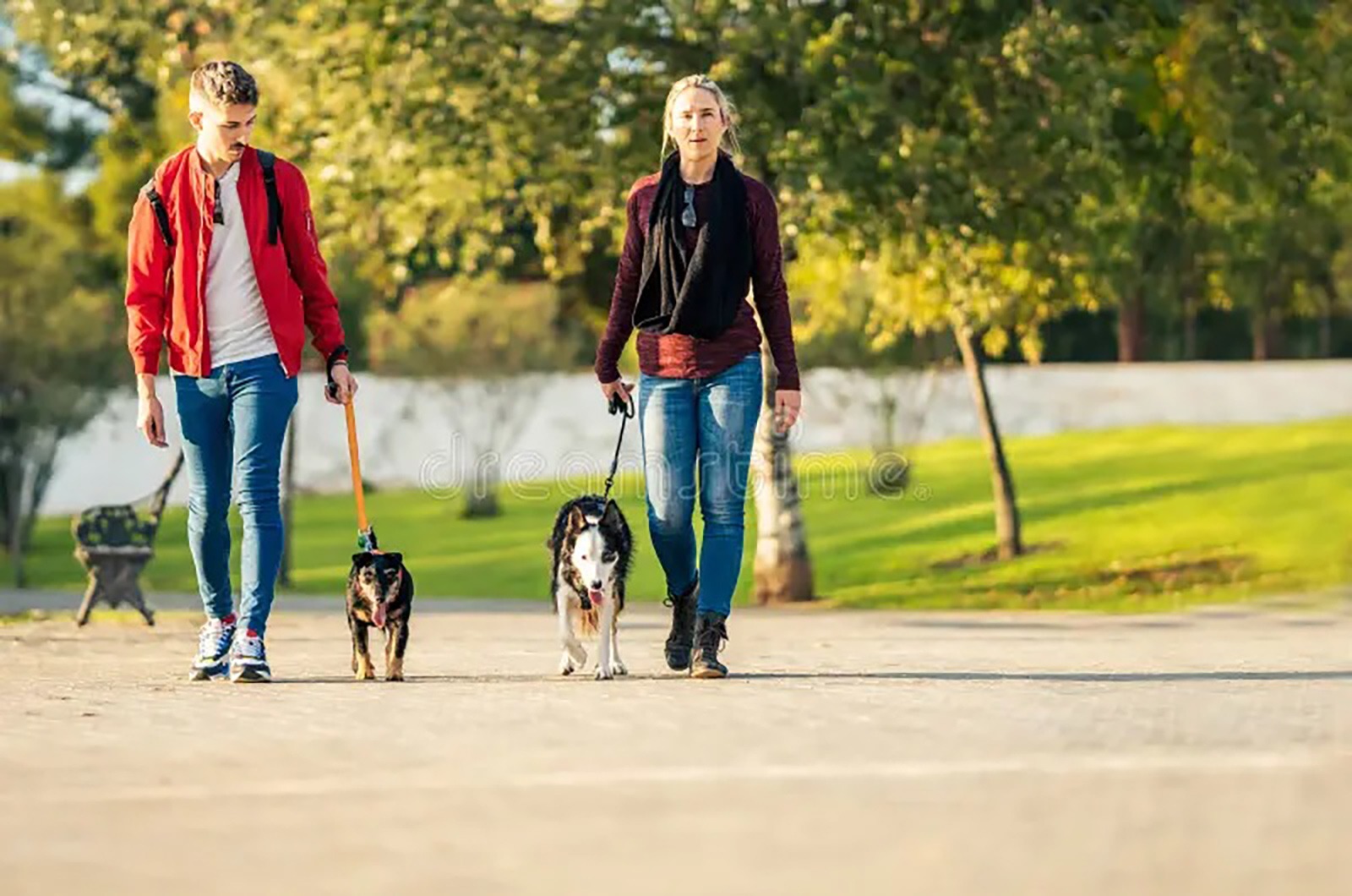 Veja cinco lições que os cães podem ensinar sobre amizade e lealdade